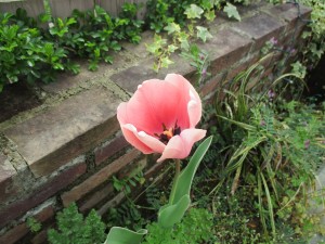IMG_1096