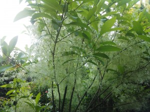 IMG_20160607_061223