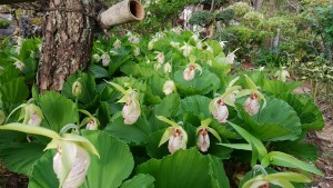 IMG_20170509_060608