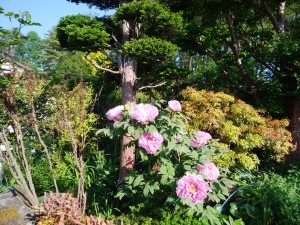 IMG_20170521_071147