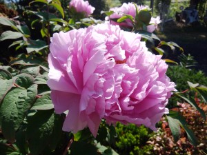 IMG_20170521_071202