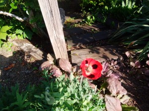 IMG_20170521_071223
