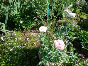 IMG_20170521_071228