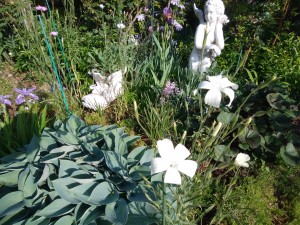 IMG_20170521_071240