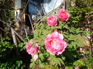 IMG_20170521_071258