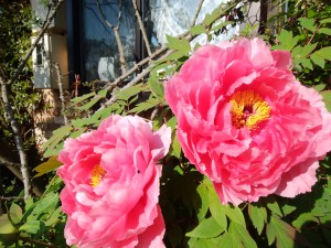 IMG_20170521_071305