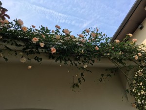 IMG_4161