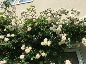 IMG_4170