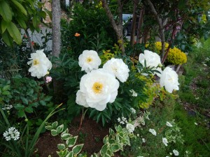 IMG_20170607_093322