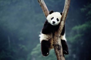 wolong-panda-tree_672173n