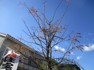 IMG_2457