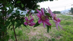 IMG_20180517_052320