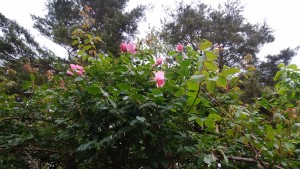 IMG_20180517_052739