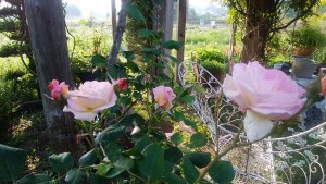 IMG_20180527_060644