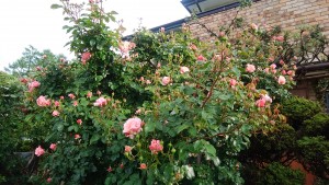 IMG_20180531_060708