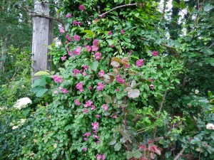 IMG_20180628_052351
