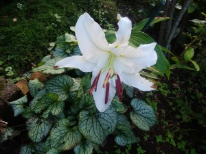 IMG_20180801_053243
