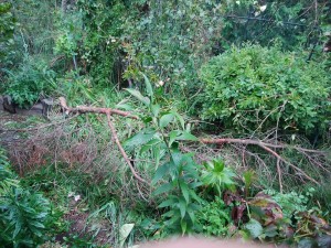 IMG_20180906_061113