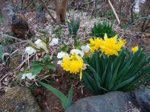 IMG_20190329_062633