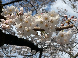 IMG_3816