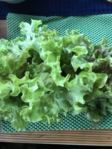 家庭菜園②