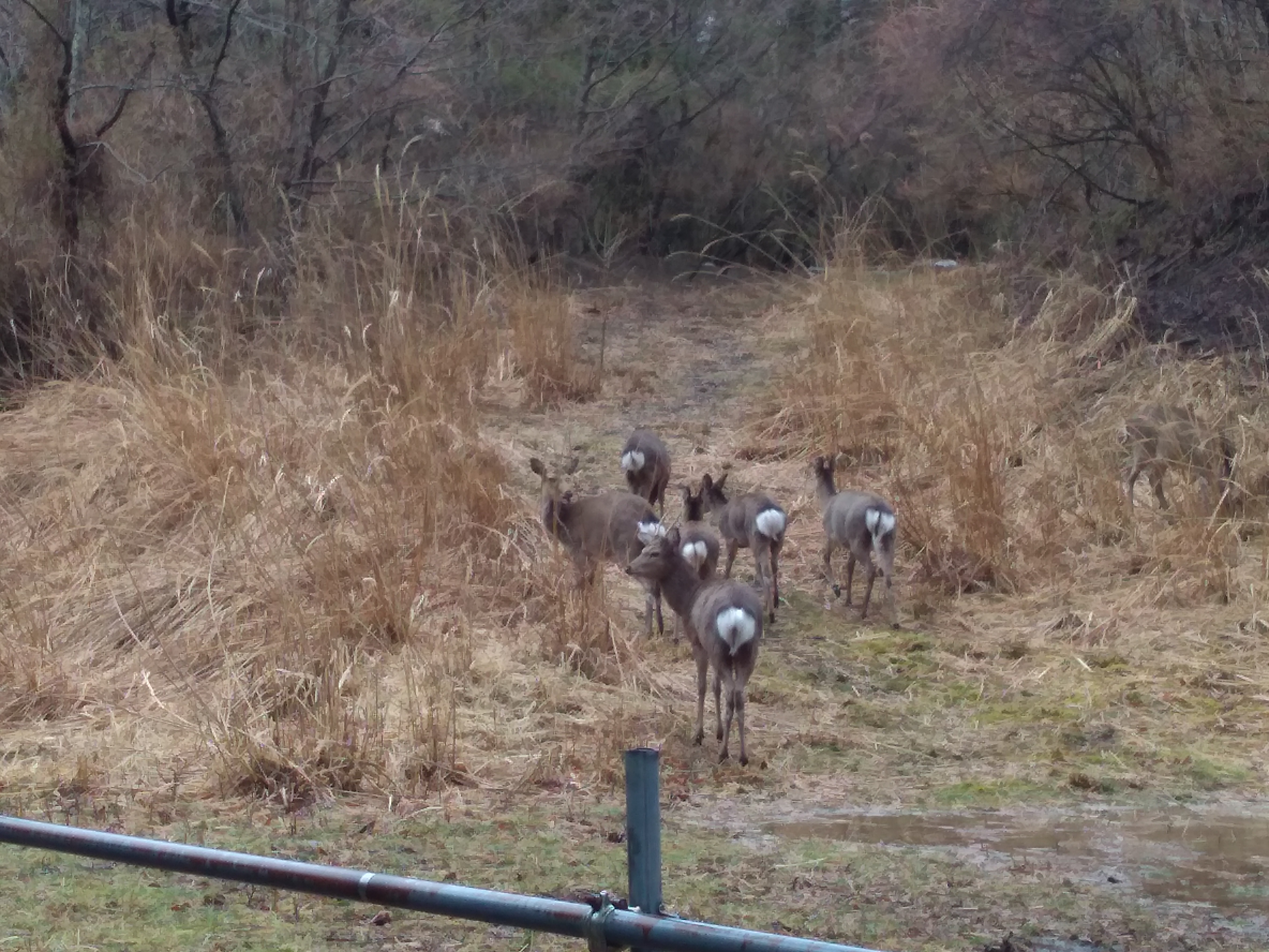 山中湖の鹿 カトリホーム 注文住宅 山梨 甲府 河口湖 富士吉田 笛吹 甲斐 大月 都留