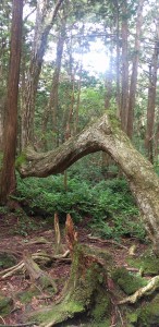 富士樹海
