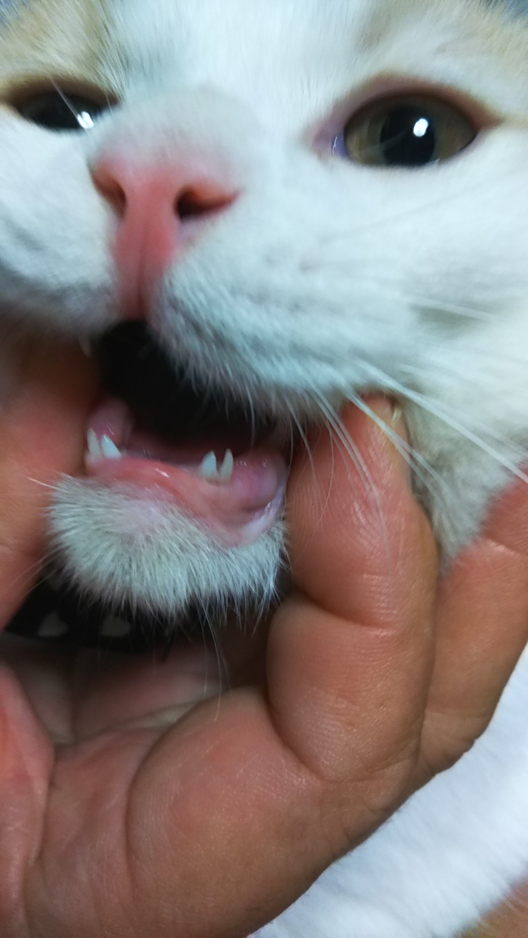 4个月开始，小奶猫换牙期注意事项 - 知乎