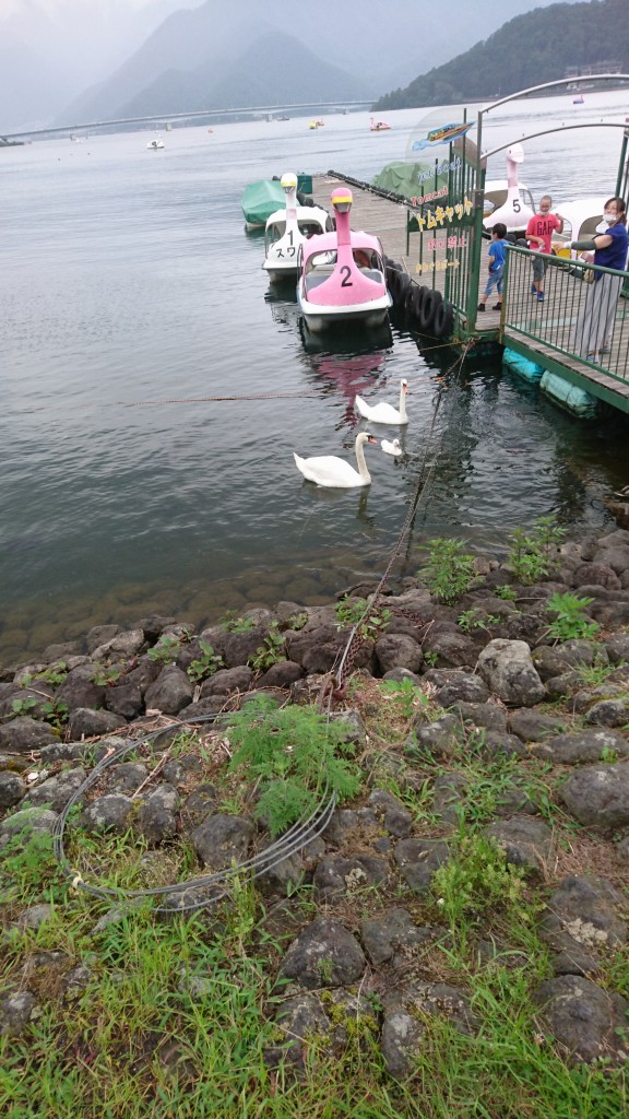 大きくなってました。
