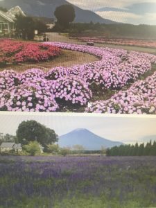 「秋の花」