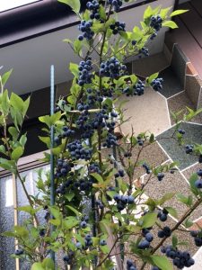 苗木に大量のﾌﾞﾙｰﾍﾞﾘｰ**
