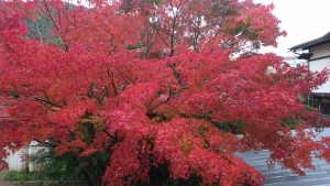紅葉がいよいよ