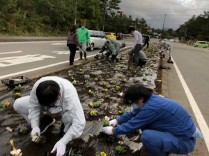 花壇花植え