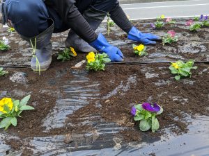 花壇　花植え