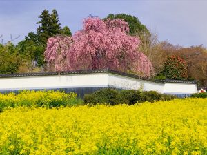 塩山の色彩「イトザクラ」