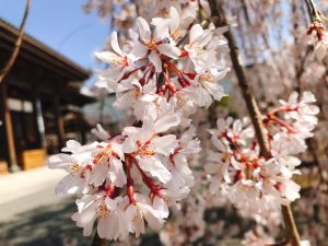 「身延山の桜」