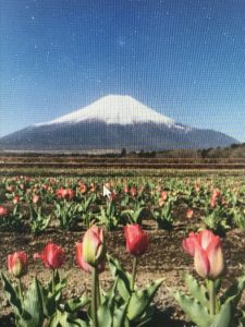 チューリップ