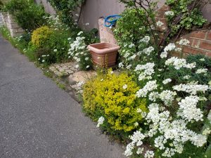 綺麗に咲きました！