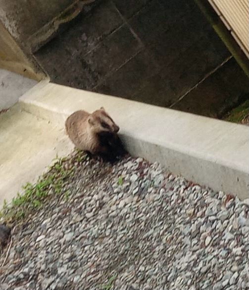 どこから来たの？