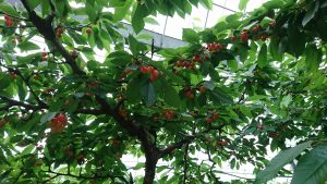 サクランボ🍒