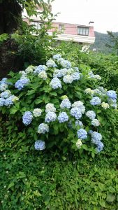 紫陽花