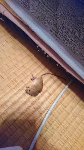 15歳　頑張ってます(=^・・^=)