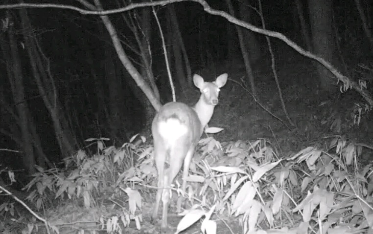 鹿の繁殖期の鳴き声