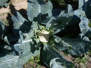 我が家の菜園報告 1103