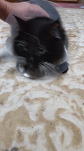 我が家のやんちゃ坊主