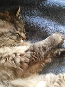 スヤスヤ….zzzzz