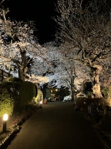 夜桜　