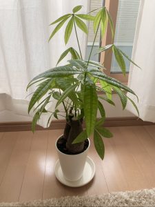 やっと植え替え *