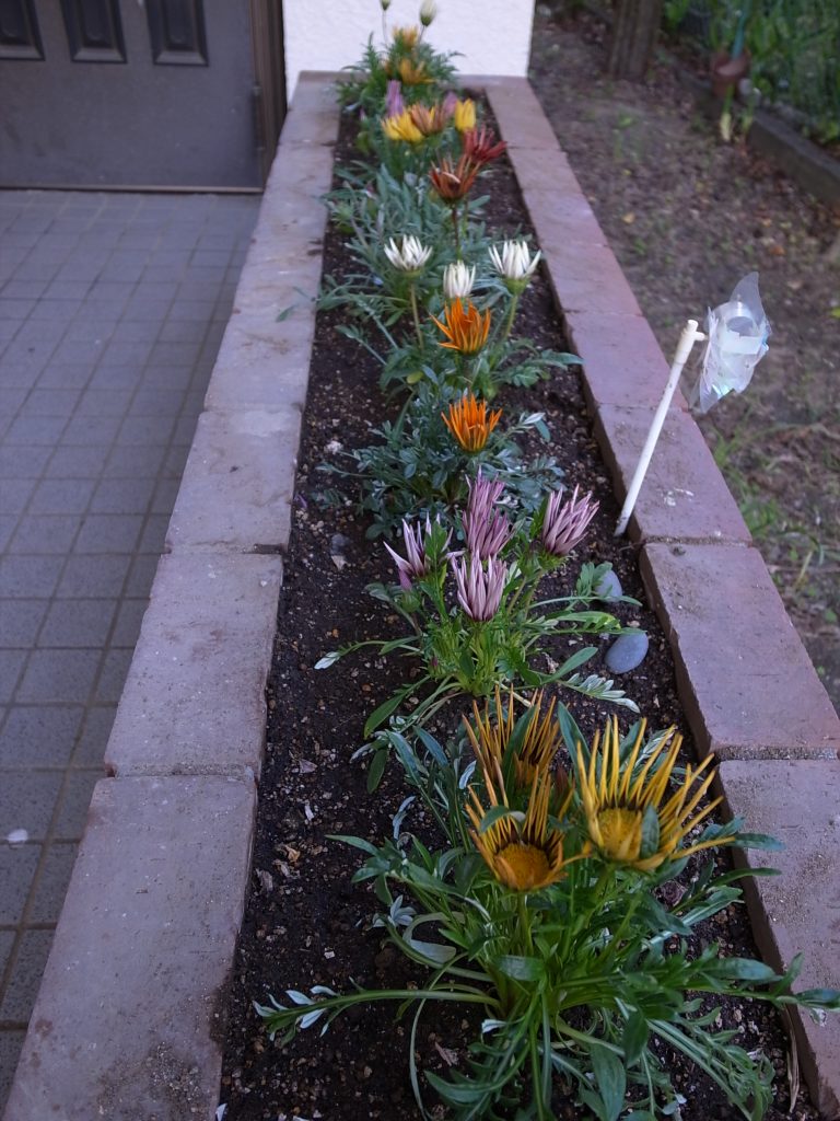 花壇の植え替え