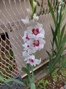 咲きました🌺